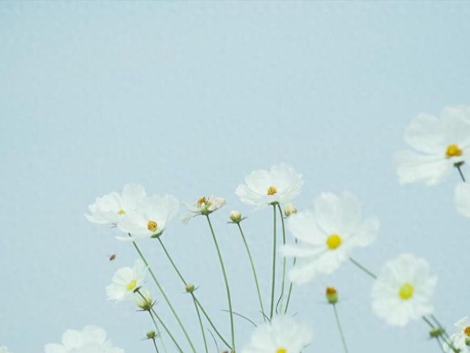 5月中旬运势稳定吉兆翻红生肖榜贵人提携喜迎新机遇(图1)