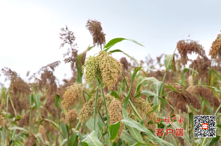 丰收十堰丨金秋时节十堰处处好丰景(图1)