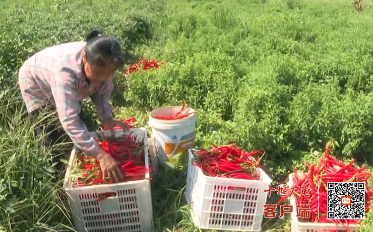 丰收十堰丨金秋时节十堰处处好丰景(图2)