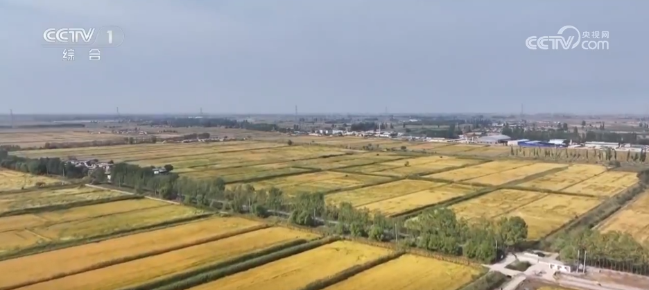 玉米丰收“金”满仓智能农机“唱主角”希望的田野上“丰”景如画(图2)