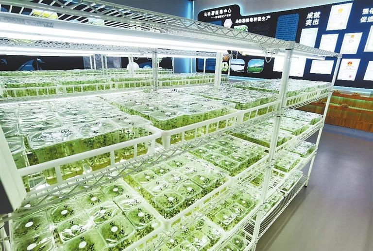 陇原大地庆丰收田畴沃野绘新景-新华网(图2)