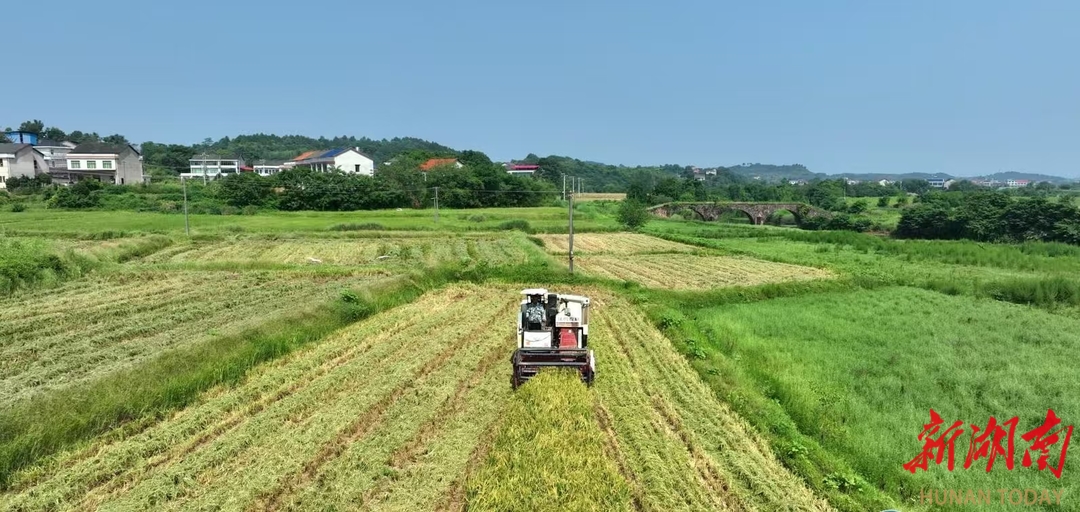 “秸秆低茬收割后续种油菜翻耕更方便”衡阳市：“秸”尽所能变废为宝(图1)