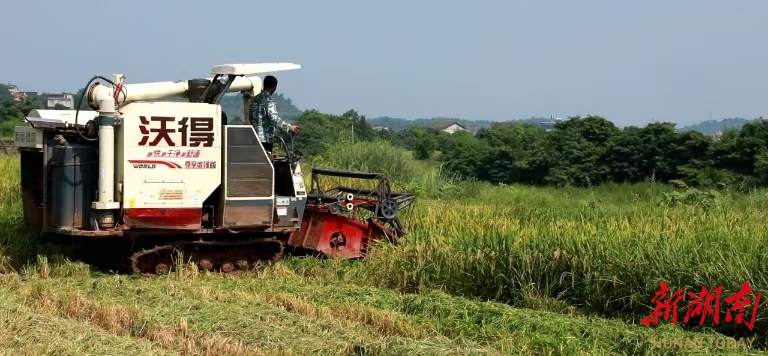 “秸秆低茬收割后续种油菜翻耕更方便”衡阳市：“秸”尽所能变废为宝(图2)