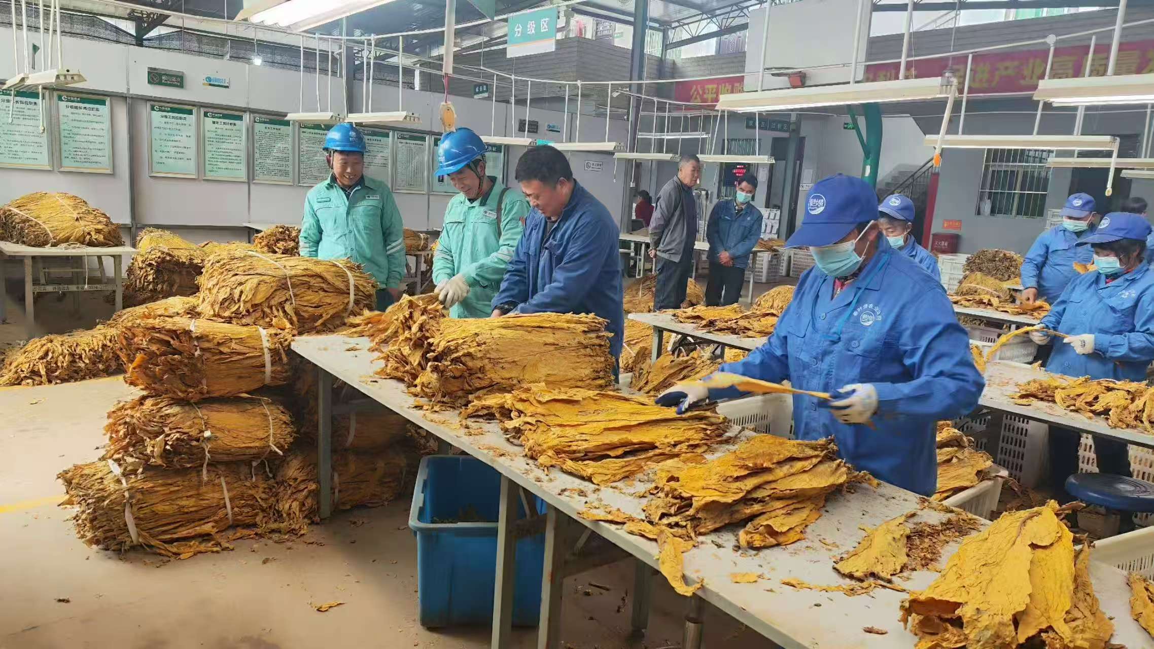 国网汉滨区供电公司：电力满格护航“黄金叶”归仓助农产业增收(图1)