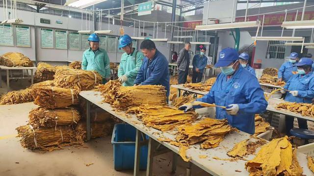 国网安康市汉滨区供电公司：电力满格护航“黄金叶”归仓助农产业增收(图3)