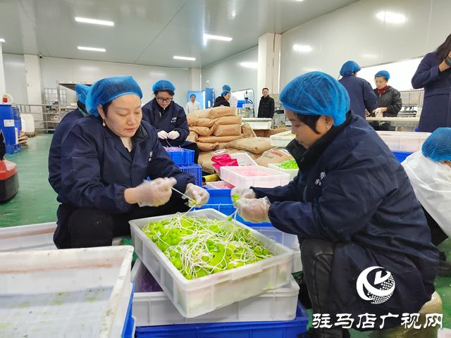 河南杞乐生物科技：多维发力备战双“十二”带动本土特色产业提质升级(图1)