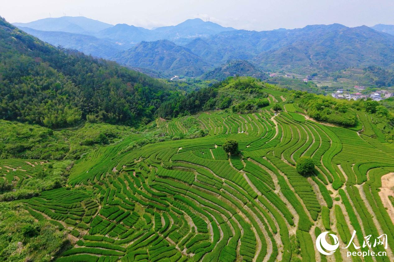 从茶山到茶杯福建安溪如此“智变”(图3)